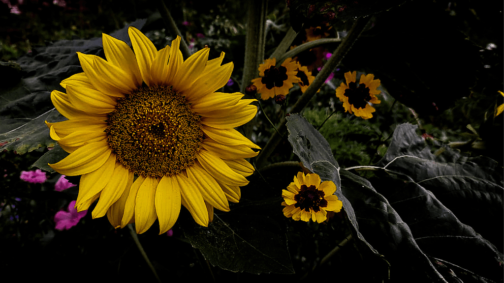 Wilder Sommergarten vor der Ruine Burg Bolanden