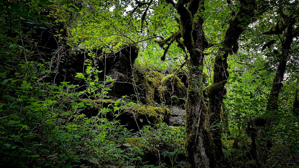 Märchenhafter Wald unterhalb Burg Eltz auf dem Weg zur Ringelsteiner Mühle
