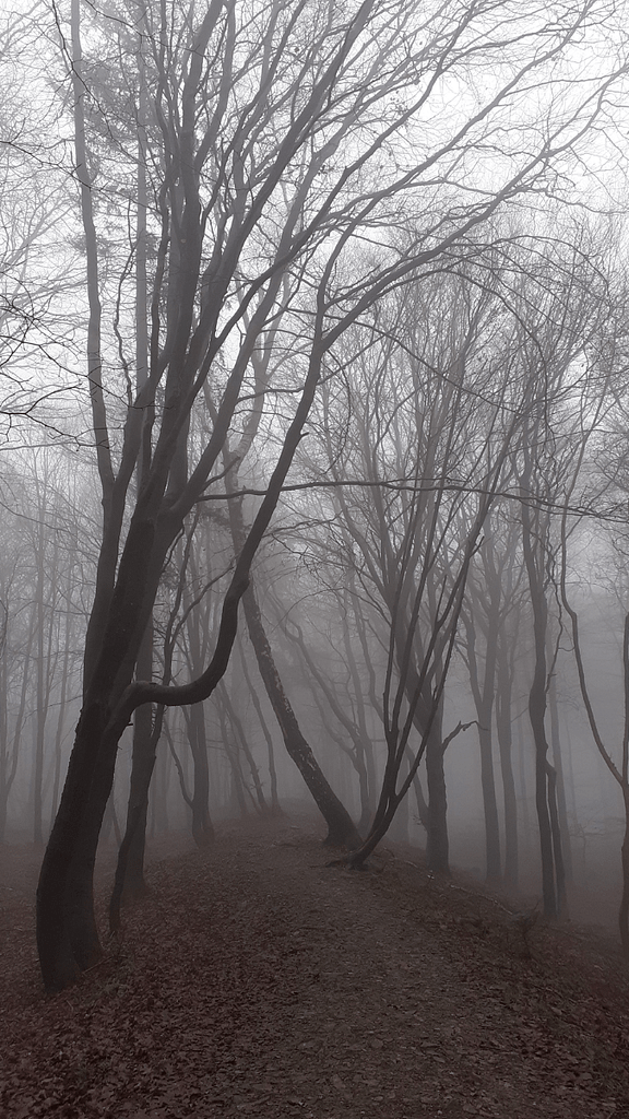 Keltenwall Donnersberg