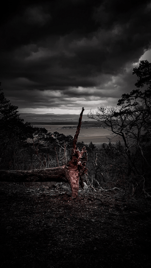 Totes Holz Fotografie