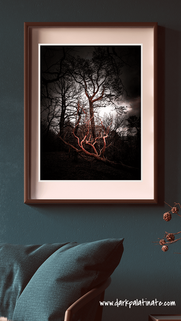 Dark Woods Fotografie von DarkPalatinate